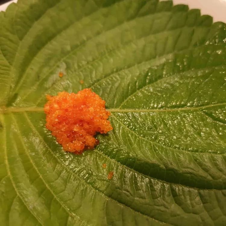 아쭈 평가 사진