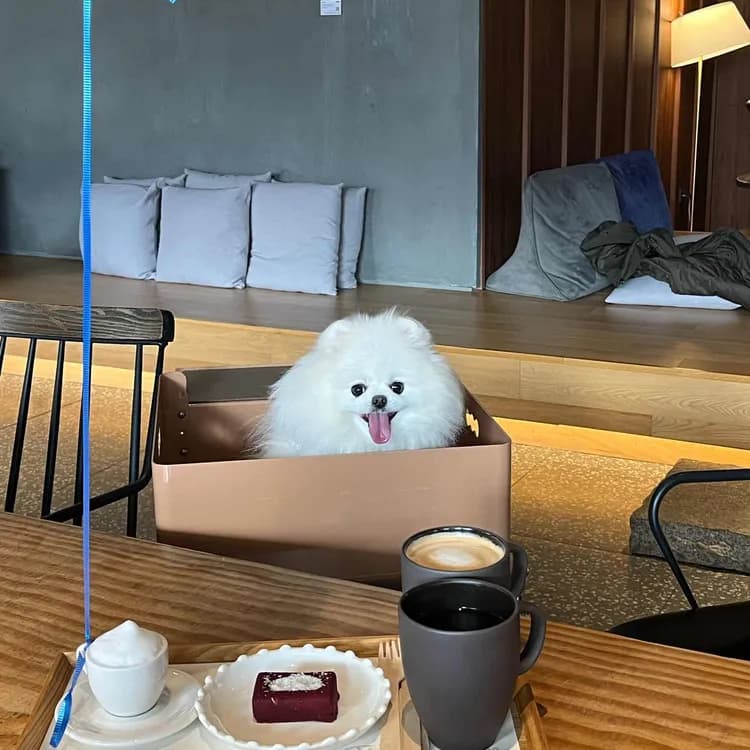 소노펫 Thinking Dog 평가 사진